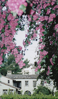 flowers and building